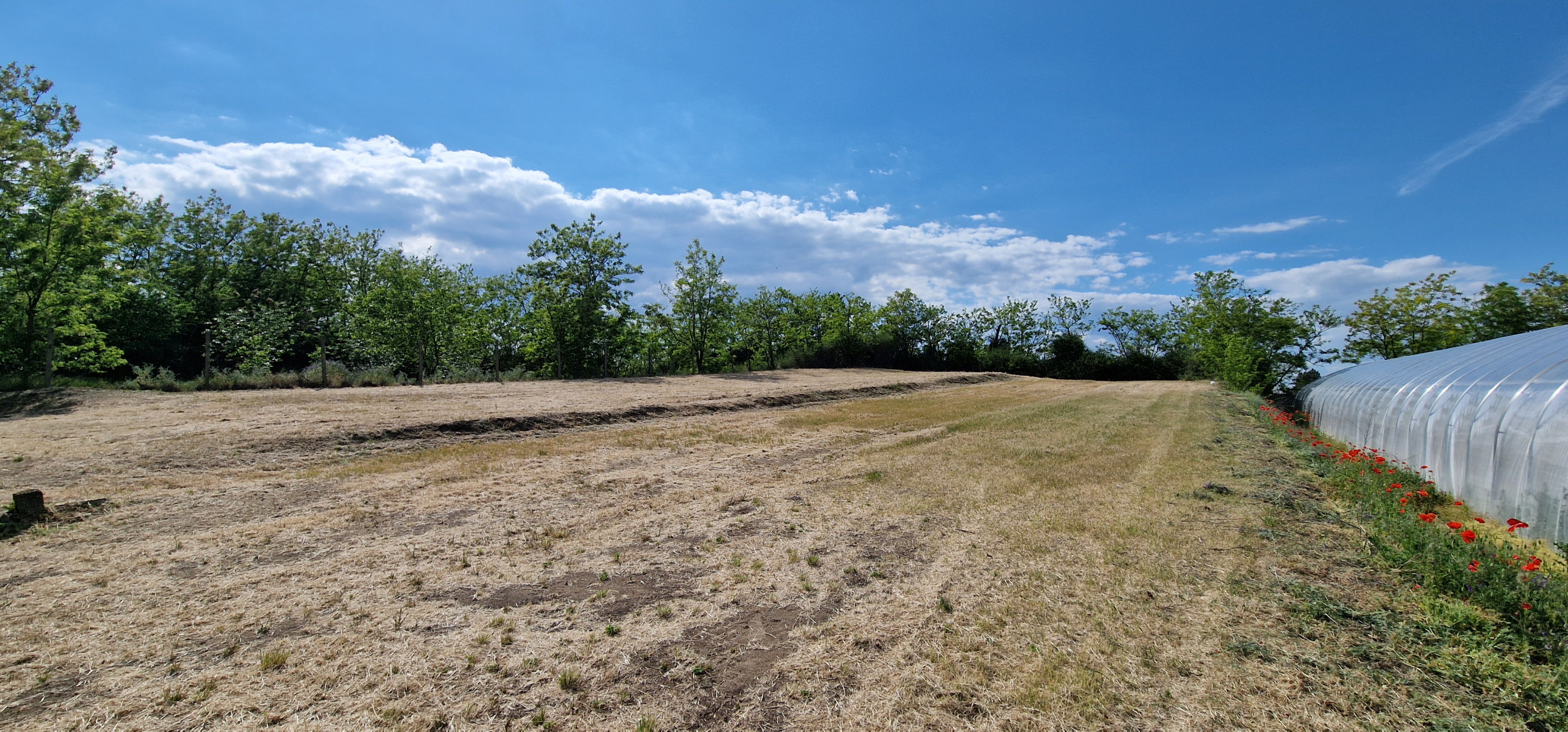 Ponúkam na predaj veľký pozemok s rozlohou 3765 m² v meste Nesvady