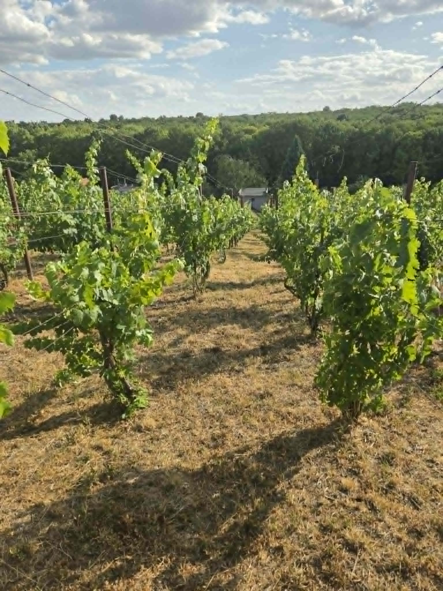 Ponúkame na predaj vínny domček s vinicou v Bátorových Kosihách