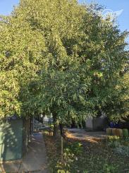 Ponúkame na predaj veľký rodinný dom v Iži