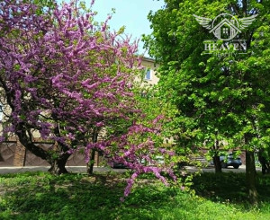 Nadštandardný veľkometrážny byt s garážou - Komárno