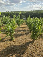 Ponúkame na predaj vínny domček s vinicou v Bátorových Kosihách