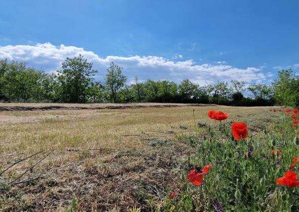 Ponúkam na predaj veľký pozemok s rozlohou 3765 m² v meste Nesvady
