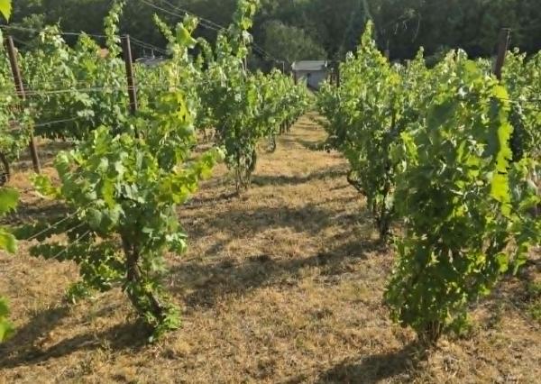 Ponúkame na predaj vínny domček s vinicou v Bátorových Kosihách