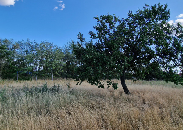NA PREDAJ pozemok s výmerou 2 000 m² v obci Marcelová
