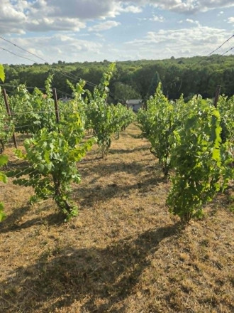 Ponúkame na predaj vínny domček s vinicou v Bátorových Kosihách - fotografia 8